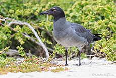 Lavamöwe (Leucophaeus fuliginosus, Syn. Larus fuliginosus), Lava gull, Darwin Bay, Insel Genovesa, Galapagos Inseln