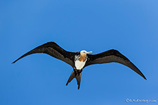 Bindenfregattvogel (Fregata minor), Great frigatebird, Darwin Bay, Insel Genovesa, Galapagos Inseln