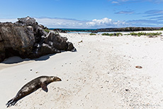Galápagos-Seelöwe (Zalophus wollebaeki), Galápagos sea lion, Darwin Bay, Insel Genovesa, Galapagos Inseln