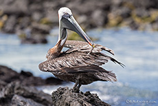 Brauner Pelikan (Pelecanus occidentalis),  Brown pelican, Darwin Bay, Insel Genovesa, Galapagos Inseln