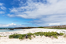 Strand an der Darwin Bay, Insel Genovesa, Galapagos Inseln