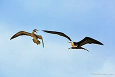 Nazcatölpel (Sula granti), Nazca booby im Streit mit einem Bindenfregattvogel (Fregata minor), Great frigatebird, Darwin Bay, Insel Genovesa, Galapagos Inseln
