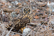 Galápagos-Ohreule (Asio galapagoensis), Short-eared owl, mit Beute, Prince Philip´s steps, Darwin Bay, Insel Genovesa, Galapagos Inseln