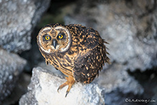 Galápagos-Ohreule (Asio galapagoensis), Short-eared owl, in einer kleinen Schlucht, Prince Philip´s steps, Darwin Bay, Insel Genovesa, Galapagos Inseln