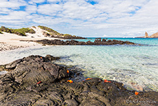 Rote Klippenkrabben auf Lava, Sullivan Bay, Insel Santiago, Galapagos Inseln