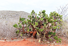 Baumopuntie (Opuntia echiops), Insel Rábida, Galapagos Inseln