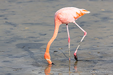 Rosaflamingo (Phoenicopterus roseus),  Greater flamingo, in einer Lagune, Santa Cruz, Galapagos Inseln