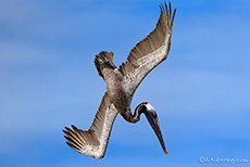 Brauner Pelikan (Pelecanus occidentalis), Brown pelican im Sturzflug, Los Bachas, Santa Cruz, Galapagos Inseln