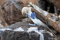 Blaufußtölpel (Sula nebouxii), Blue-footed booby, Insel Baltra, Galapagos Inseln