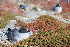Gabelschwanzmöwe (Creagrus furcatus), Swallow-tailed gull, beim Brüten, Insel Plaza Sur, Galapagos Inseln