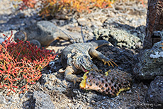 Drusenköpfe (Conolophus) oder Galapagos-Landleguane, Galápagos land iguanas, Insel Plaza Sur, Galapagos Inseln