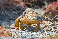 Drusenkopf (Conolophus) oder Galapagos-Landleguan, Galápagos land iguanas, Insel Plaza Sur, Galapagos Inseln