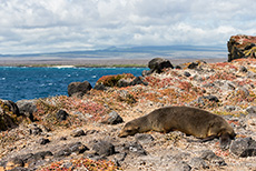 Galápagos-Seelöwe (Zalophus wollebaeki), Galápagos sea lion, Insel Plaza Sur, Galapagos Inseln