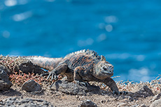Meerechse (Amblyrhynchus cristatus), Marine iguana, Insel Plaza Sur, Galapagos Inseln