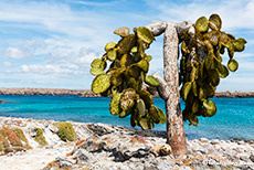 Baumopuntie (Opuntia echiops) auf der Insel Plaza Sur, Galapagos Inseln