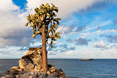 Baumopuntie (Opuntia echiops), Insel Santa Fe, Galapagos Inseln