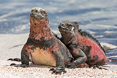 Meerechsen (Amblyrhynchus cristatus), Marine iguana, Punta Suárez, Insel Espanola, Galapagos Inseln