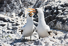 Frisch verliebte Nazcatölpel (Sula granti), Nazca booby, Punta Suárez, Insel Espanola, Galapagos Inseln