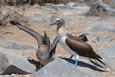 Blaufußtölpel mit Jungtier (Sula nebouxii), Blue-footed booby, Punta Suárez, Insel Espanola, Galapagos Inseln