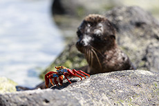 Rote Klippenkrabbe (Grapsus grapsus), Red rock crab, Punta Suárez, Insel Espanola, Galapagos Inseln