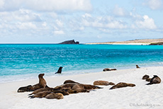 Galápagos-Seelöwen (Zalophus wollebaeki), Galápagos sea lion, Gardner Bay, Insel Espanola, Galapagos Inseln
