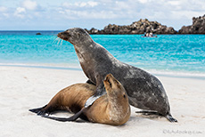 Was Seelöwen alles machen um fotografiert zu werden, Gardner Bay, Insel Espanola, Galapagos Inseln