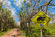 Achtung Schildkröten, Santa Cruz, Galapagos Inseln