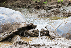 Schlammbad der Galápagos-Riesenschildkröten (Chelonoidis nigra), Galápagos tortoise, Santa Cruz, Galapagos Inseln