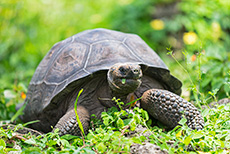 Galápagos-Riesenschildkröte (Chelonoidis nigra), Galápagos tortoise, Santa Cruz, Galapagos Inseln