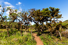 Pfad zu den Los Gremolos (Zwillingskrater), Santa Cruz, Galapagos Inseln