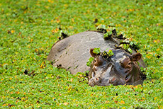 Hippo in einem Pool