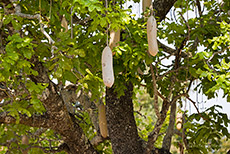 Leberwurstbaum im South Luangwa NP