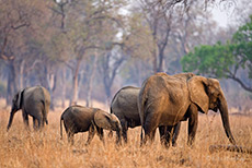 Kleine Elefantenfamilie im South Luangwa NP