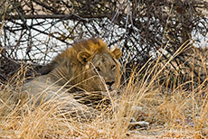 Löwenpascha im South Luangwa NP