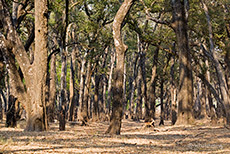 Laubwälder im South Luangwa NP