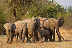 Elefantenherde mit Jungen, South Luangwa NP