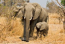 Elefantenkuh mit Baby, South Luangwa NP