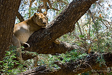 Löwin im Baum, Lower Zambezi Nationalpark