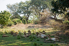Faule Löwenfamilie an einer Lagune, Zambezi Nationalpark