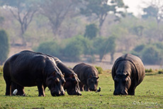 Hippos beim Grasen, Chobe Nationalpark