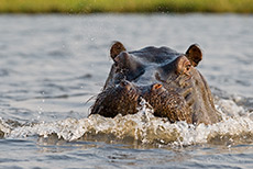 Vom Hippo verfolgt