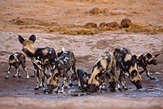 Wildhunde am Savuti Wasserloch