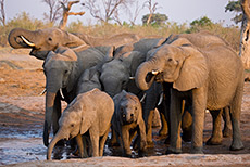 Durstige Elefanten am Savuti Wasserloch