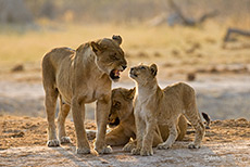Genervte Löwenmutter mit Baby