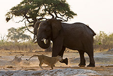 Ein Elefantenbulle verscheucht die Löwen