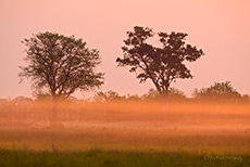 Staubiger Sonnenuntergang, Moremi Nationalpark