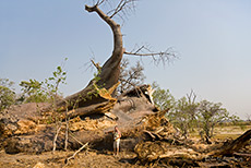 Der große Baobab ist gestorben, Moremi Nationalpark