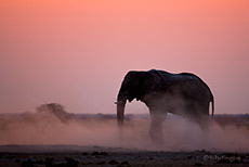 Elefant im Rot des Sonnenuntergangs, Nxai Pan Nationalpark
