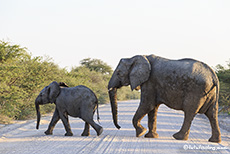 Elefantenkuh mit Jungtier kreuzt unseren Weg, Etosha Nationalpark, Namibia