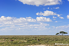 Springbockherde im Etosha Nationalpark, Namibia